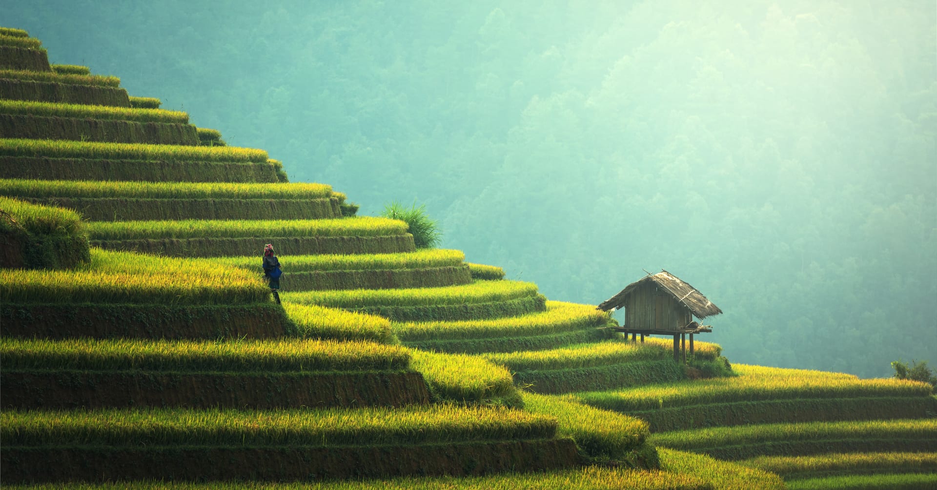 Thailand rice fields 